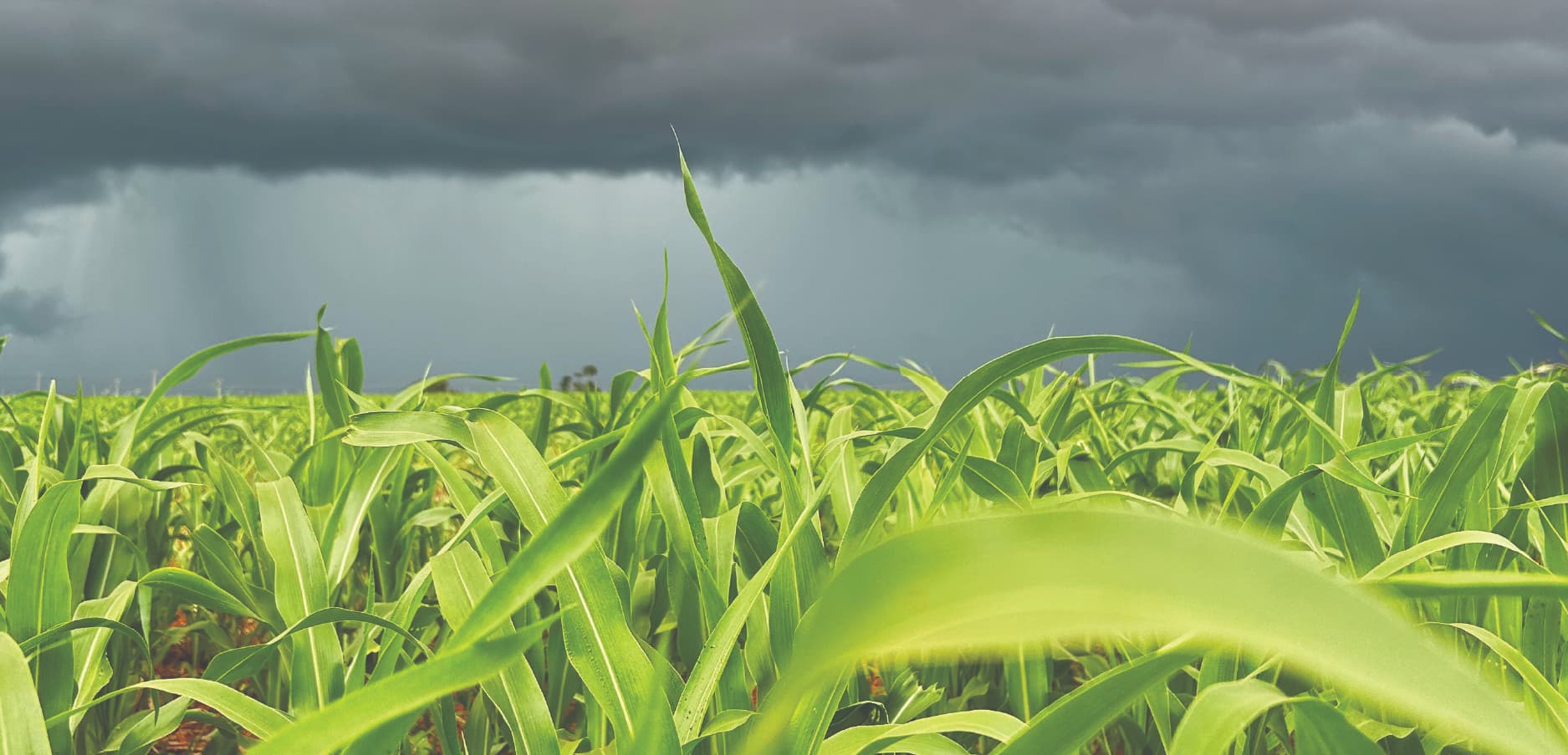 Livestock & Agriculture Weather and Air Monitoring