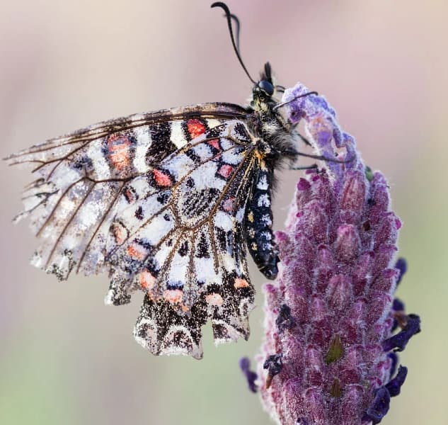 Air Pollution’s Impact on Pollinators & Insects