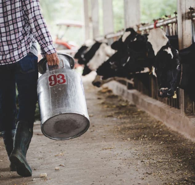 Enhancing Milk Quality by Controlling Odour