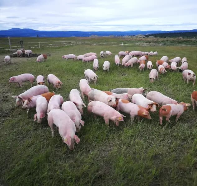 Managing Odour in Pig Farms for a Healthier Environment