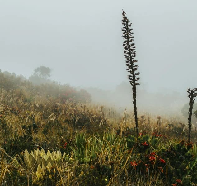 Understanding Climate Change’s Impact on Flora & Fauna